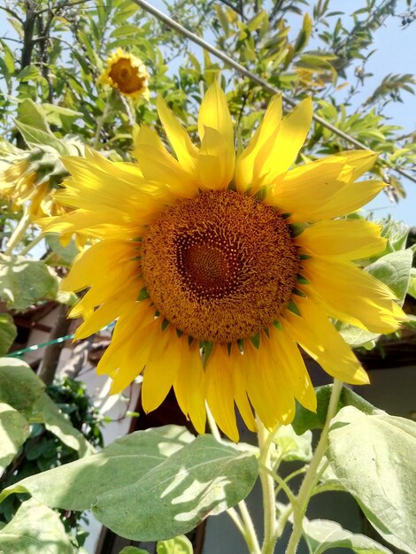 Close-up of sunflower growing at farm