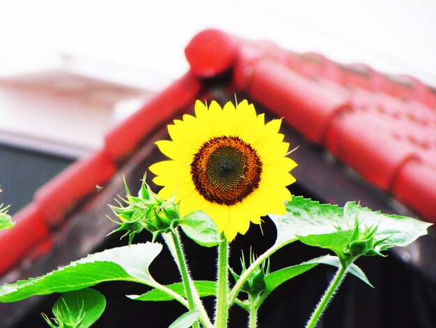 Close-up of sunflower growing on plant