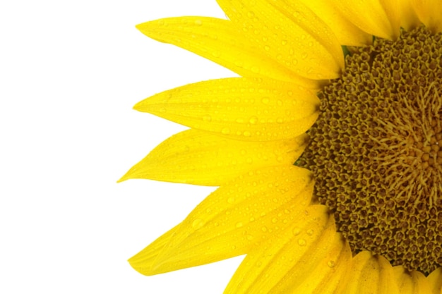 Close up of sunflower isolated on white