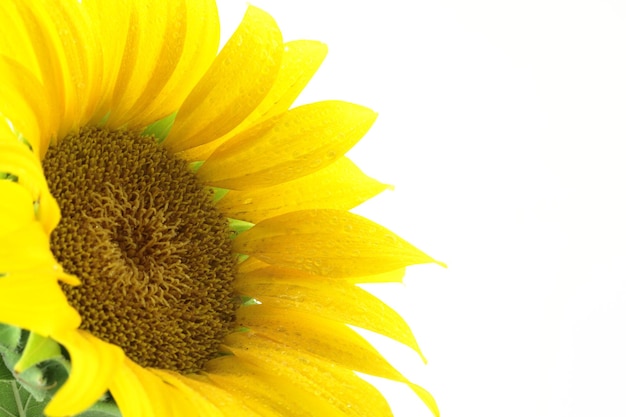 Close up of sunflower isolated on white