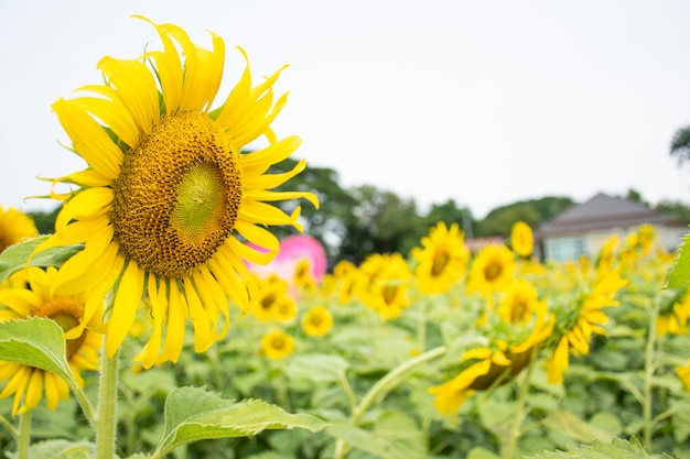 Primo piano su un girasole al mattino.