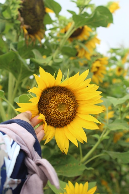 Photo close-up of sunflower in pesisir bunga matahari