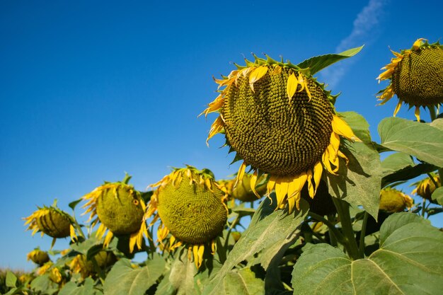 Close-up of sunflower on plant against sky