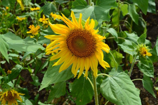 Close-up of sunflower on plant