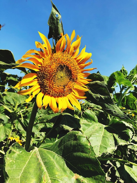 Photo close-up of sunflower on plant