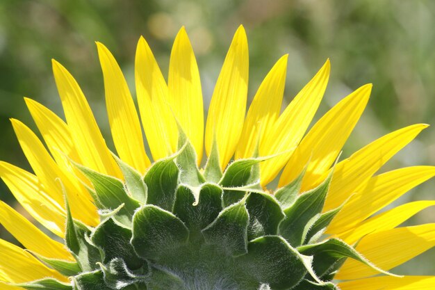 Close-up of sunflower on plant