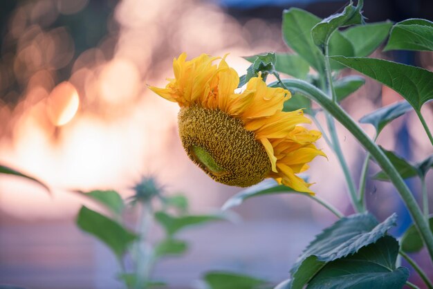 Foto prossimo piano del girasole sulla pianta