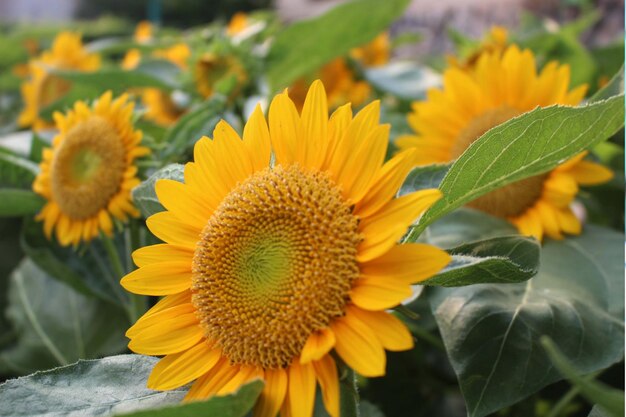 Close-up of sunflower on plant