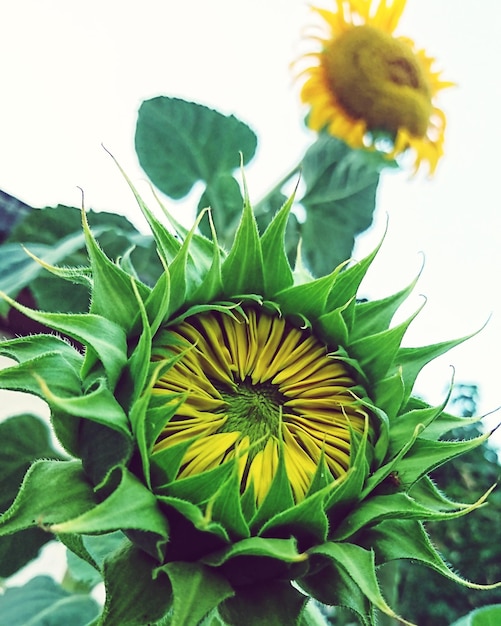 Photo close-up of sunflower on plant