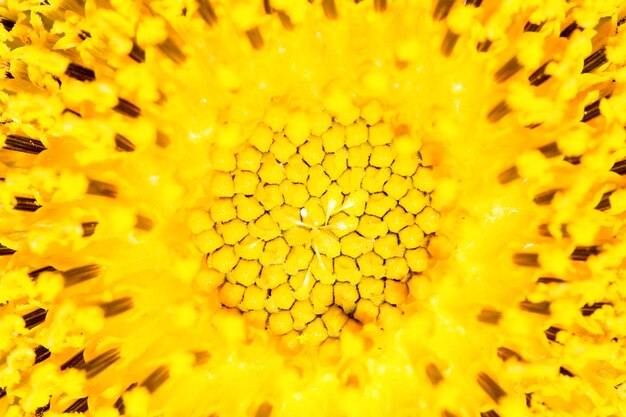 Close up of sunflower pollen