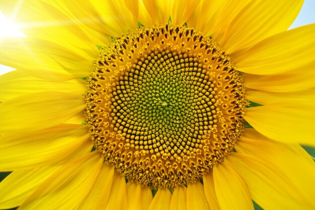 Close up sunflower texture sun light through the leaves of flower