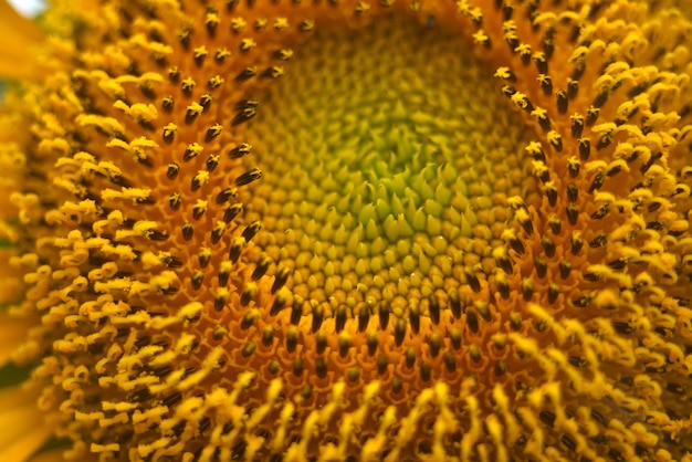 Foto un primo piano di un girasole con il centro dei petali