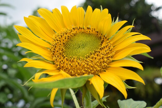 Close-up of sunflower