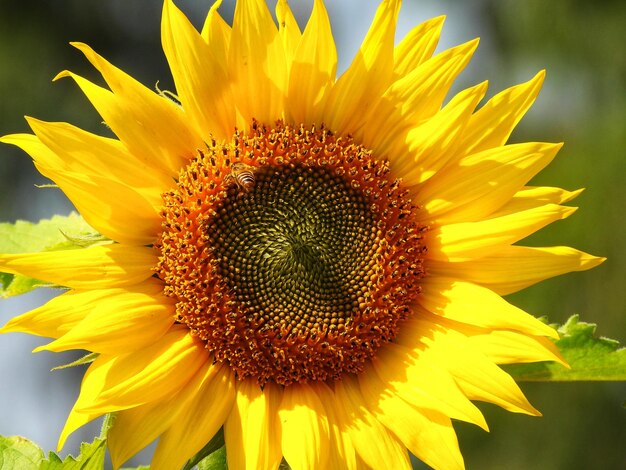 Close-up of sunflower