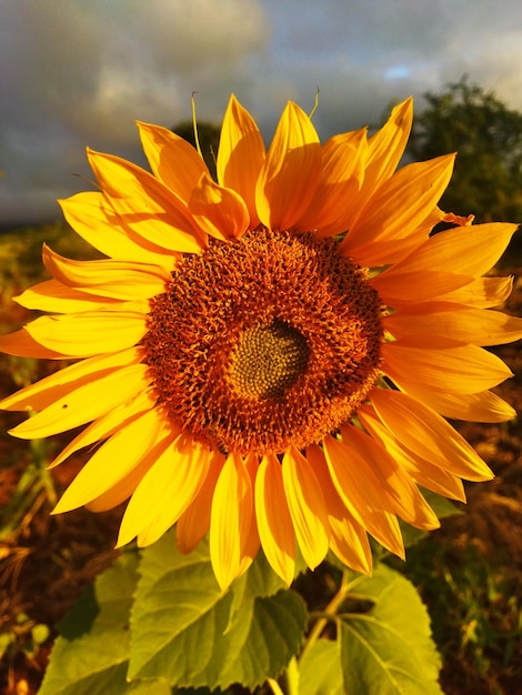 Close-up of sunflower