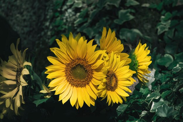 Photo close-up of sunflower