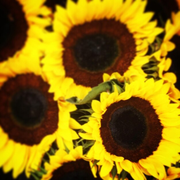 Close-up of sunflower