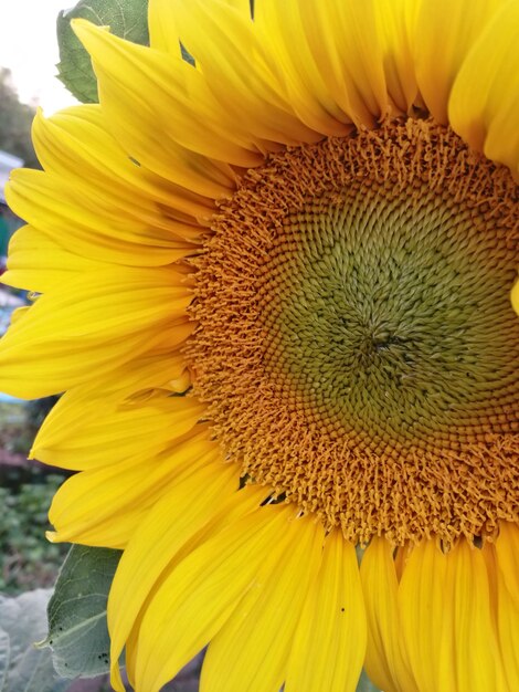 Close-up of sunflower