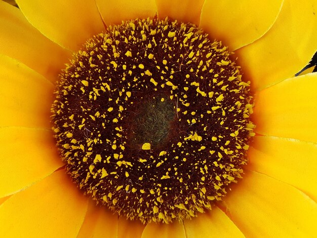 Foto prossimo piano del girasole