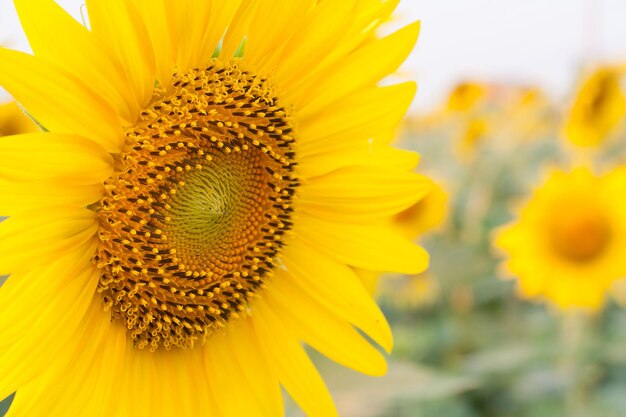 Close-up of sunflower