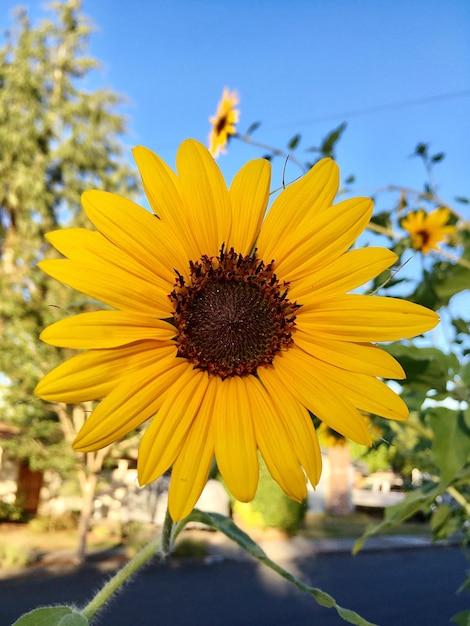 Close-up of sunflower