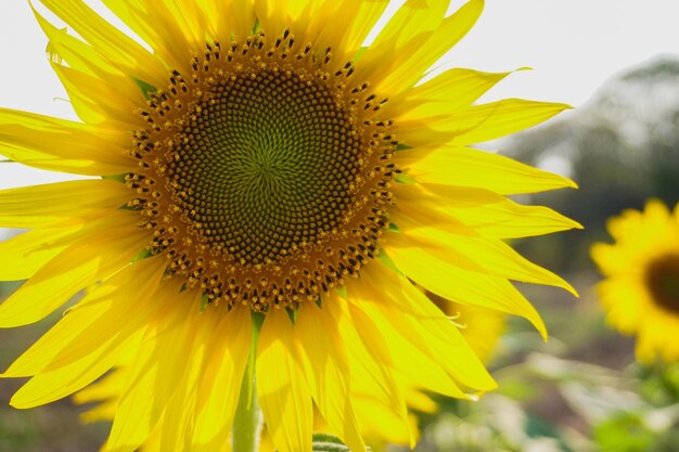 Close-up of sunflower