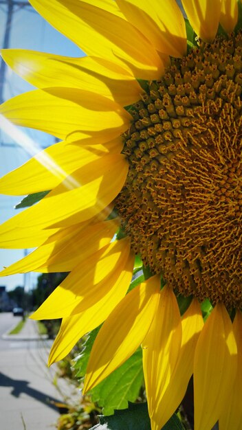 Close-up of sunflower