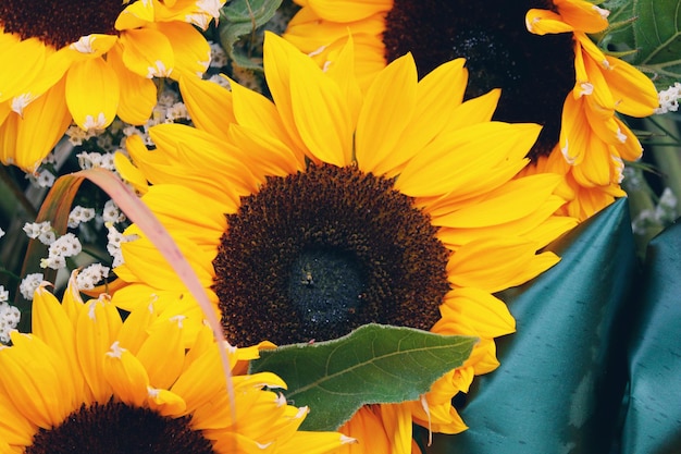 Close-up of sunflower