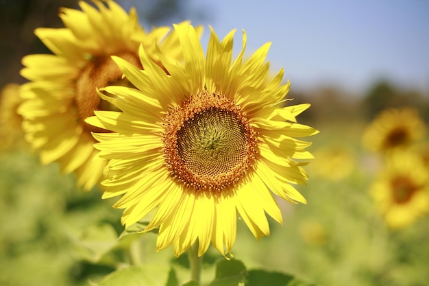 close-up of sunflower