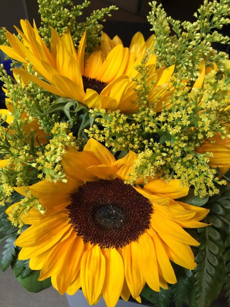 Close-up of sunflower