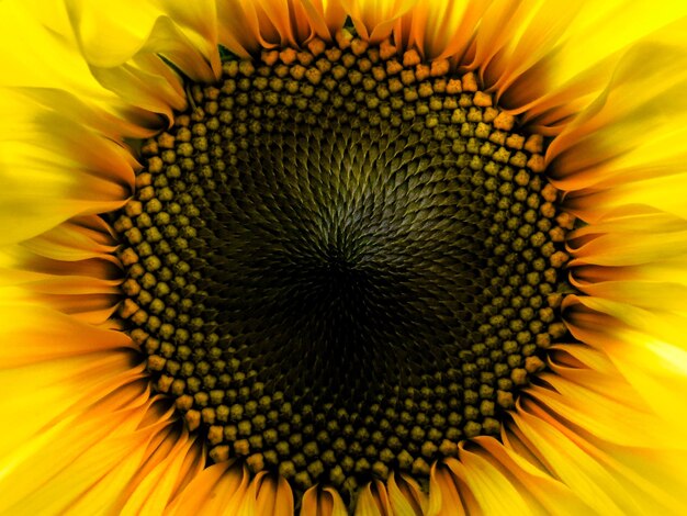 Close-up of sunflower