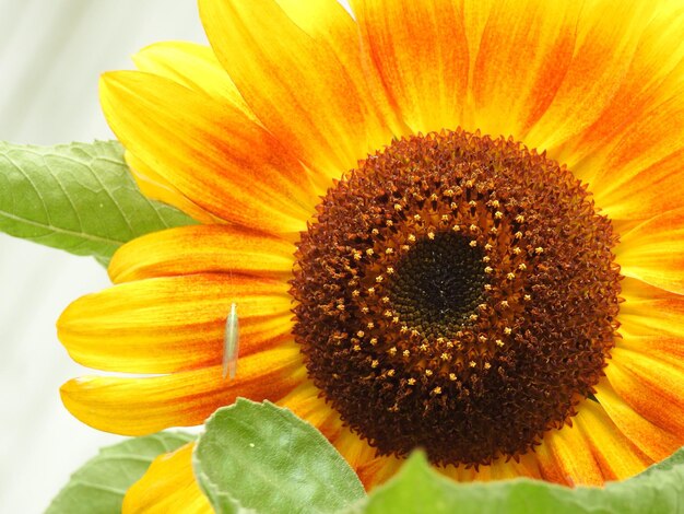 Close-up of sunflower