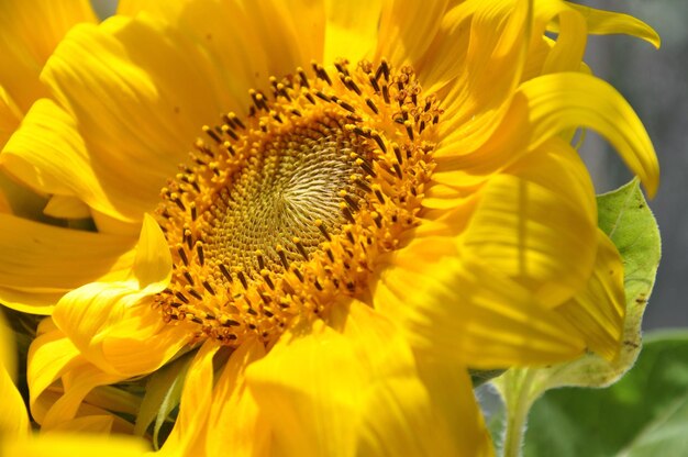 Close-up of sunflower