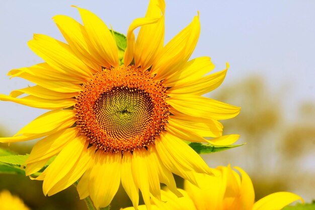 Close-up of sunflower