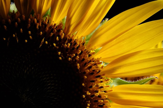 Foto prossimo piano di girasole