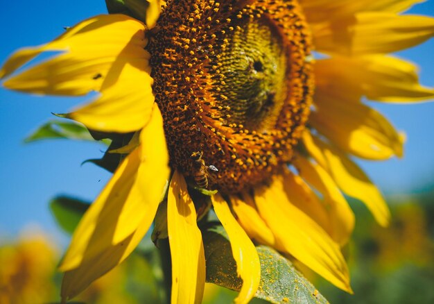 Close-up of sunflower