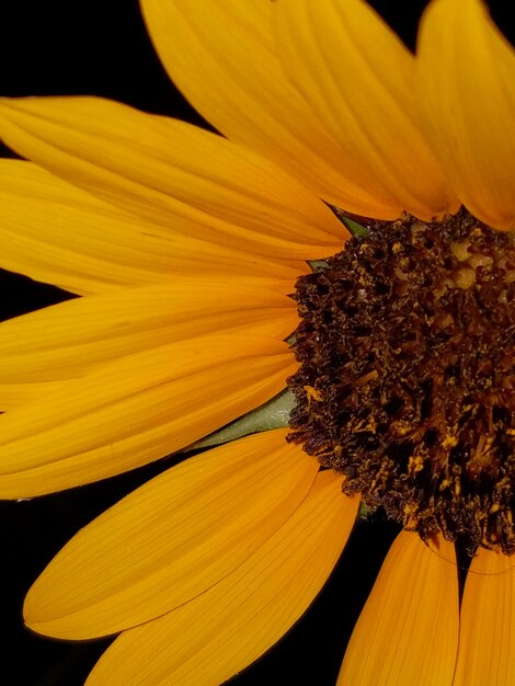 Close-up of sunflower