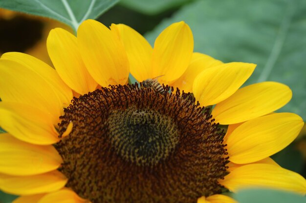 Close-up of sunflower