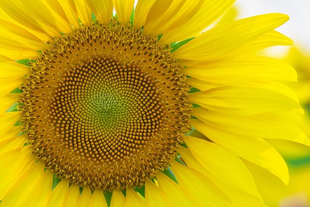 Close-up of sunflower