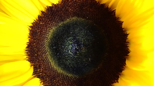 Close-up of sunflower