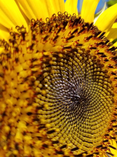 Foto prossimo piano del girasole