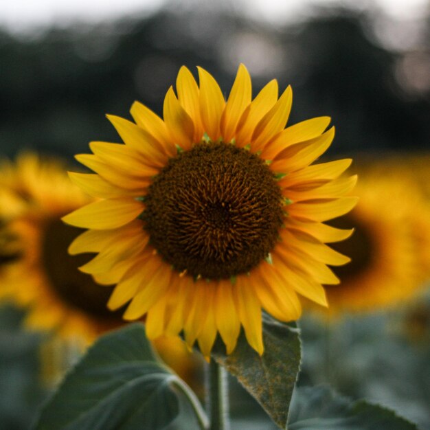 Close-up of sunflower