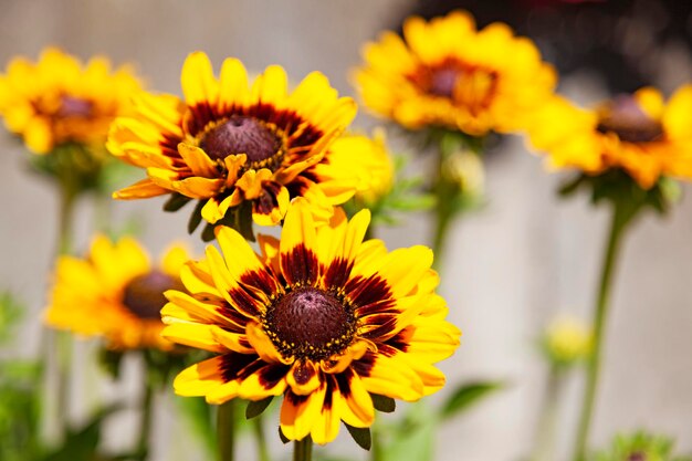 Close-up of sunflower