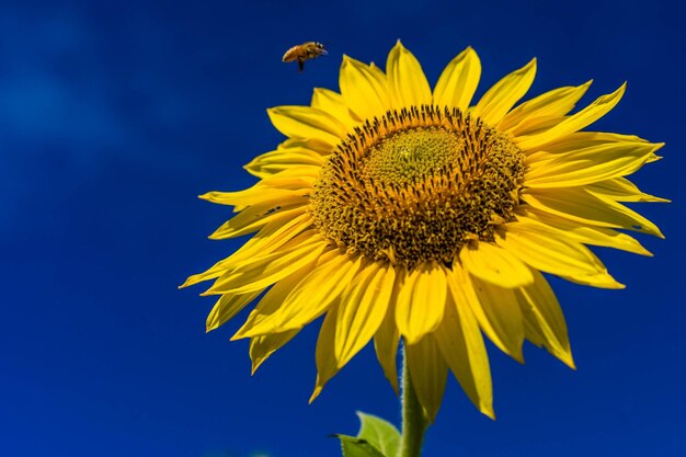 Close-up of sunflower