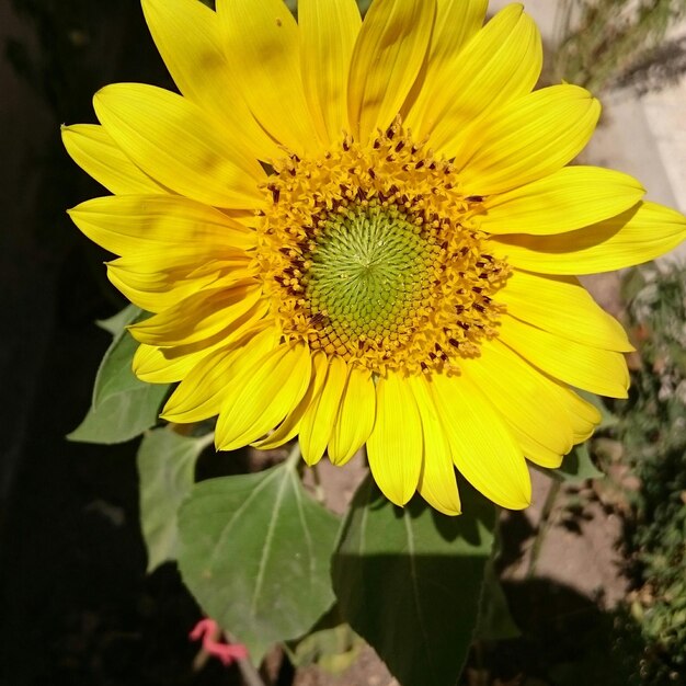 Close-up of sunflower