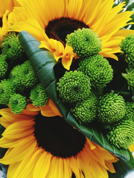 Photo close-up of sunflower