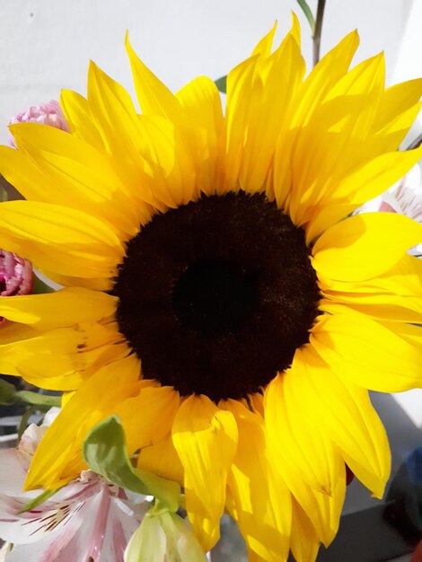 Close-up of sunflower