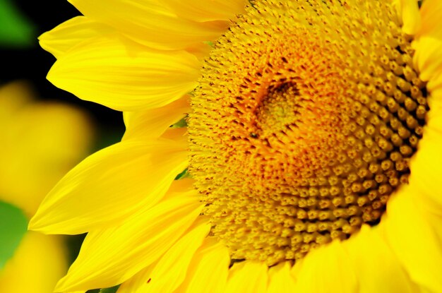 Close-up of sunflower