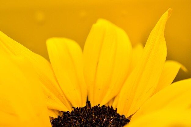 Close-up of sunflower