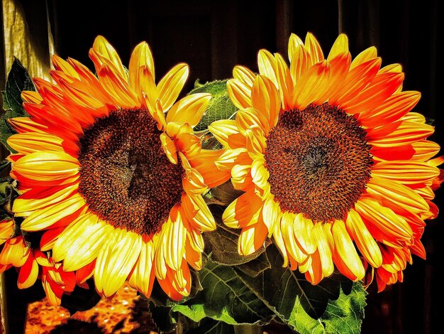 Close-up of sunflower